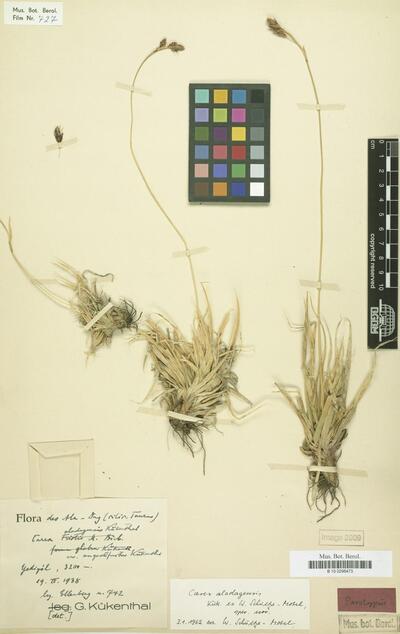 Carex aladagensis Kük. ex Schultze-Motel