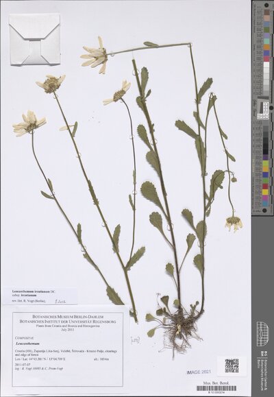 Leucanthemum ircutianum subsp. ircutianum DC.