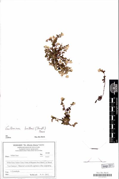 Guilleminea brittonii (Standl.) Mears