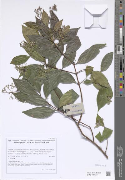 Decaspermum parviflorum (Lam.) A.J. Scott