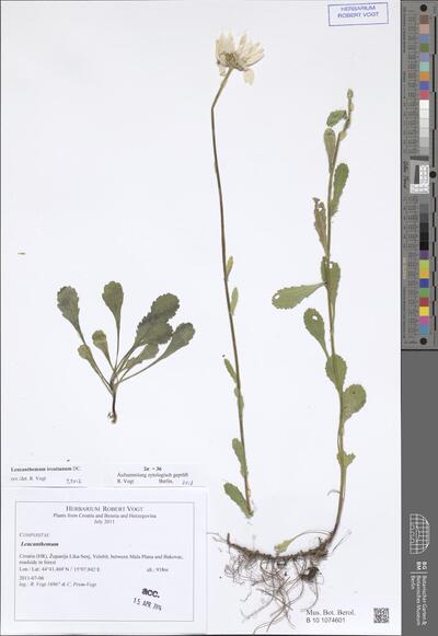 Leucanthemum ircutianum subsp. ircutianum DC.