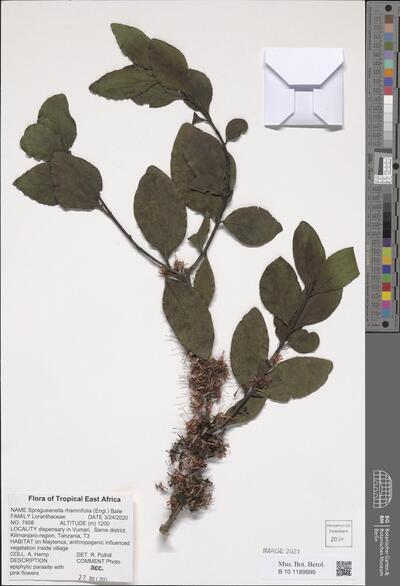 Spragueanella rhamnifolia (Engl.) Balle