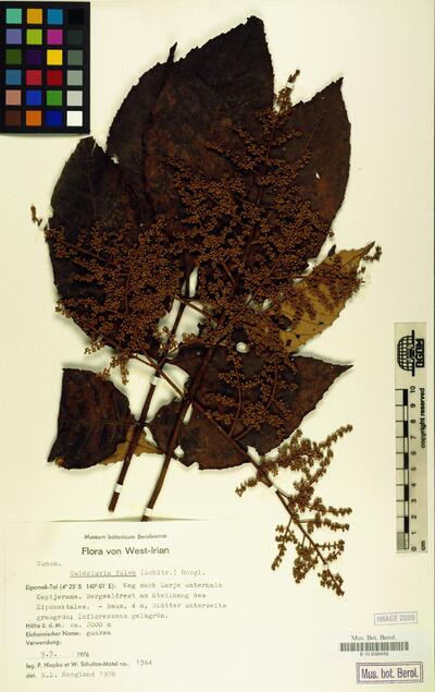 Caldcluvia fulva (Schltr.) Hoogland