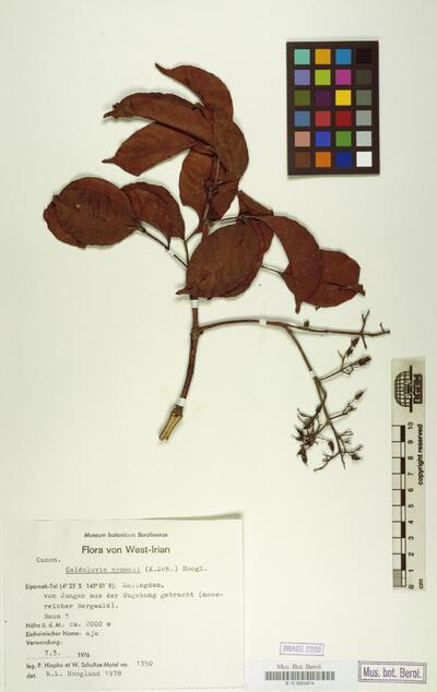 Caldcluvia nymanii (K.Schum.) Hoogland