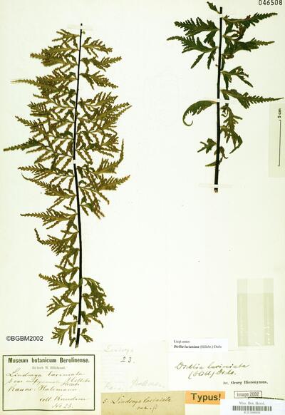 Diellia laciniata (Hillebr.) Diels
