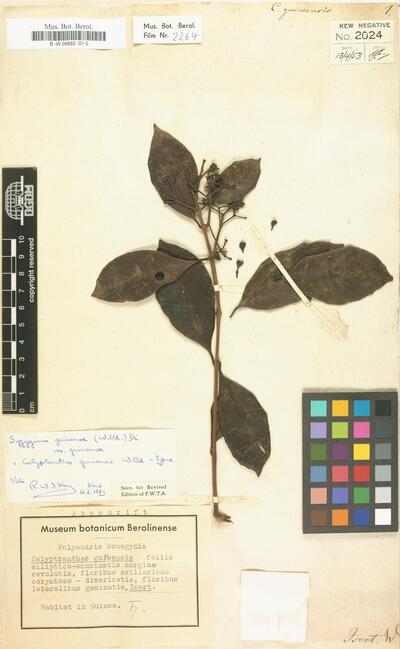Calyptranthes guineensis