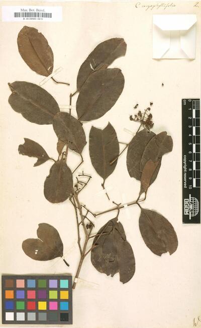 Calyptranthes caryophyllifolia