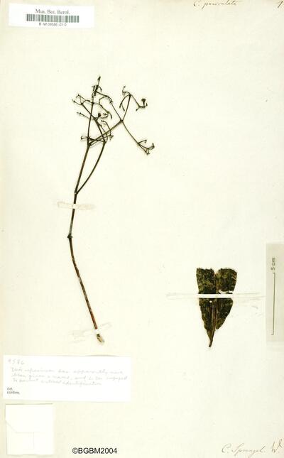 Calyptranthes paniculata