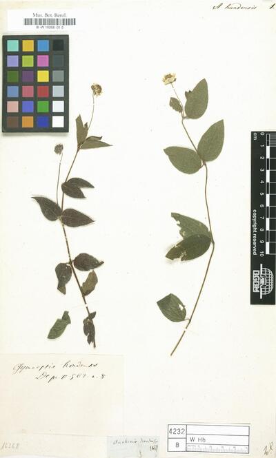 Anthemis hondensis Willd. ex Steud.