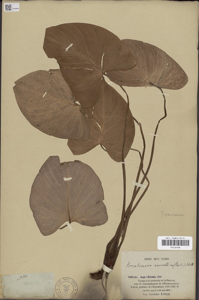 Homalomena aromatica (Roxb.) Schott