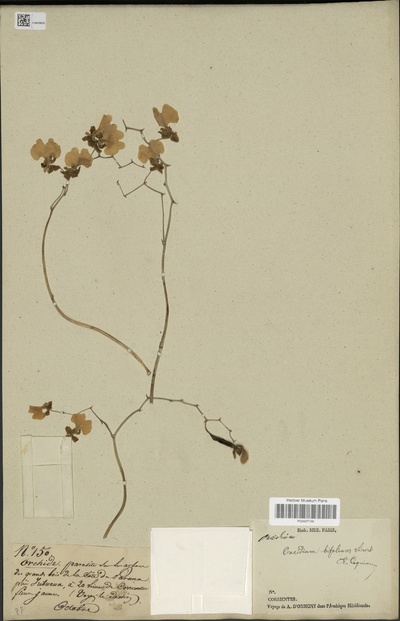 Oncidium bifolium Sims