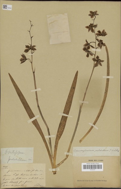 Osmoglossum pulchellum (Bateman ex Lindl.) Schltr.