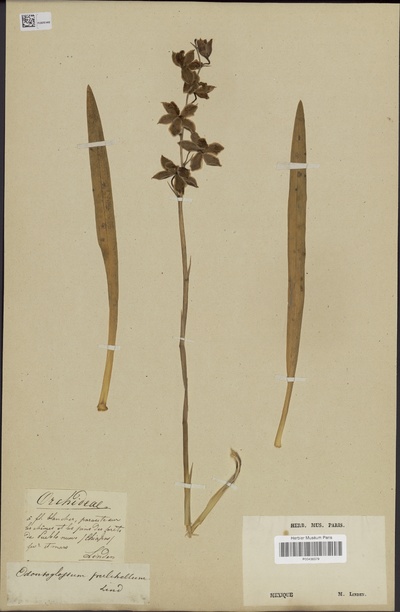 Osmoglossum pulchellum (Bateman ex Lindl.) Schltr.