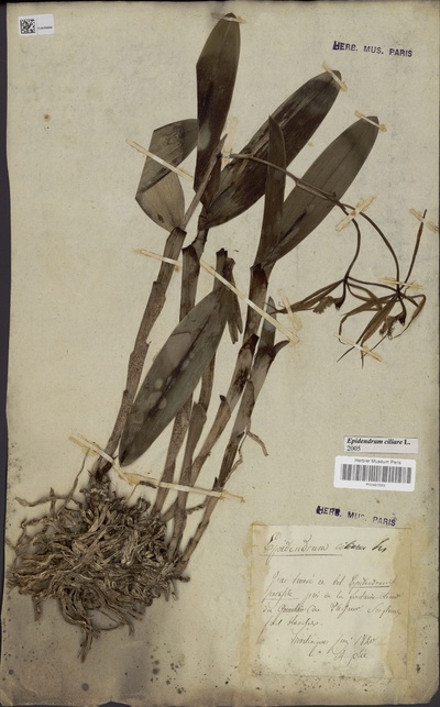 Epidendrum ciliare L.