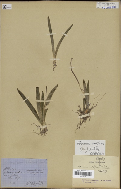 Oberonia ensiformis (J.J.Sm.) Lindl.