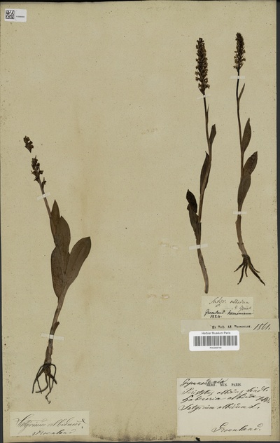 Pseudorchis albida (L.) Á.Löve & D.Löve