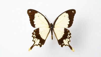 Papilio dardanus tibullus Kirby, 1880 - male