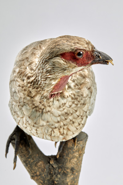 Francolin african