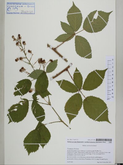 Rubus austrotiroliensis (Sabr.) Dalla Torre & Sarnth.