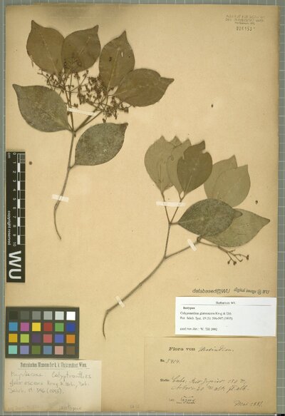 Calyptranthes glabrescens Krug & Urb.