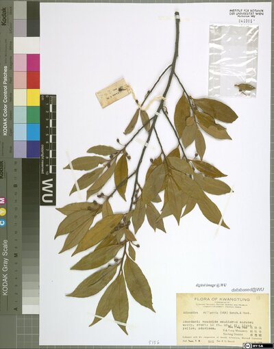 Adinandra millettii (Hook. & Arn.) Benth. & Hook. f. ex Hance