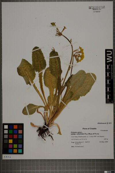 Primula veris subsp. columnae (Ten.) Maire & Petitm.