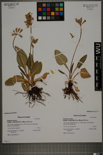 Primula veris subsp. columnae (Ten.) Maire & Petitm.