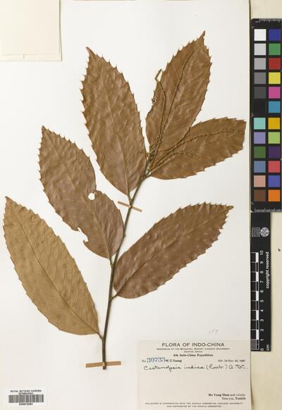 Castanopsis indica (Roxb. ex Lindl.) A.DC. | Europeana