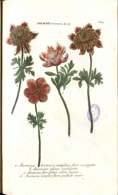 d. Anemone simplex flore pallido roseo | Europeana