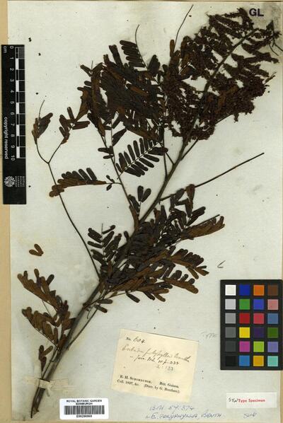 Entada polyphylla Benth. | Europeana