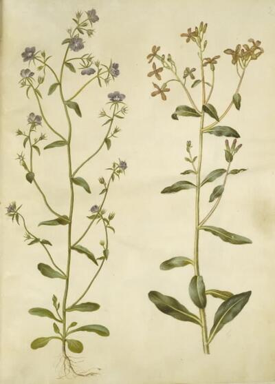 Legousia speculum-veneris (ægte venusspejl); Hesperis tristis (natviol ...