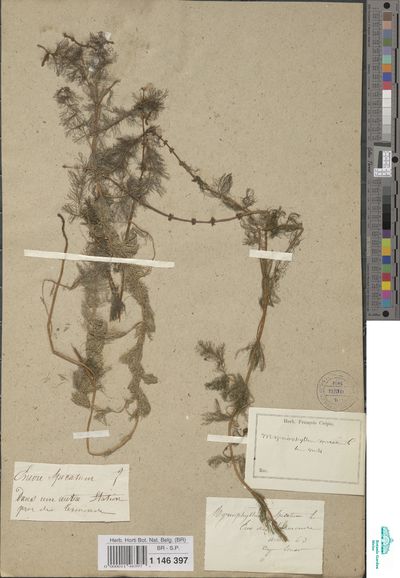 Myriophyllum spicatum L. | Europeana