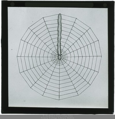 Glass Slide: Drawing Of A Spider’s Web 