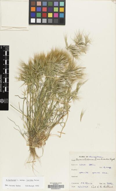 Bromus tectorum subsp. lucidus Sales | Europeana