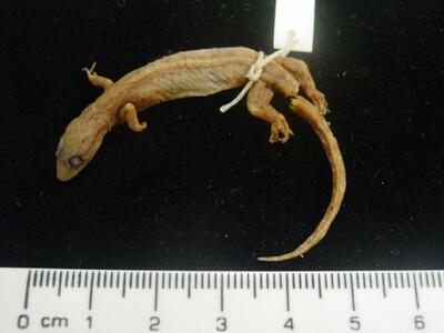 Hemidactylus typus Europeana