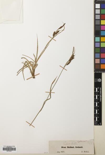 Carex flacca Schreb. | Europeana