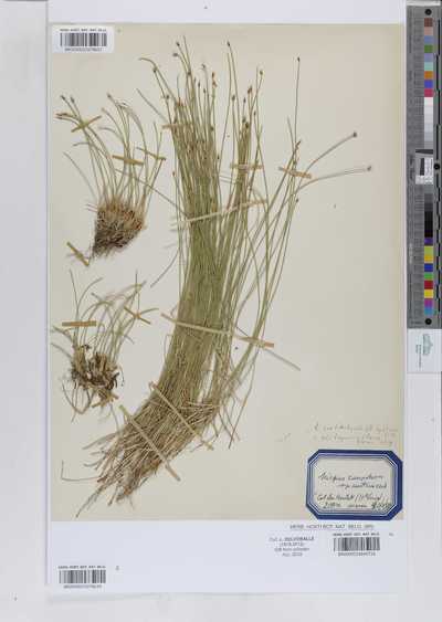 Scirpus caespitosus Willd. ex Kunth ssp. austriacus | Europeana