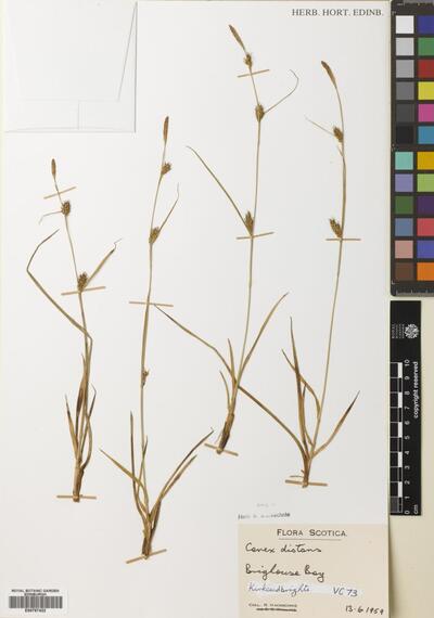 Carex distans L. | Europeana