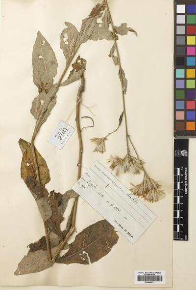 Saussurea albescens (DC.) Sch.-Bip. | Europeana