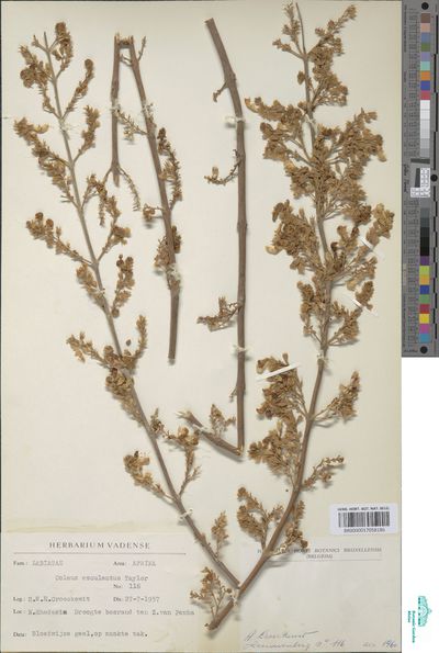 Plectranthus esculentus N.E.Br. Europeana