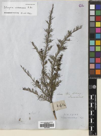 Dillwynia Cinerascens R.Br. Ex Sims | Europeana