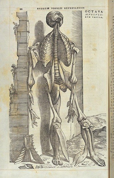 An arrangement of the spinal nerves. Photolithograph, 1940, after a  woodcut, 1543.