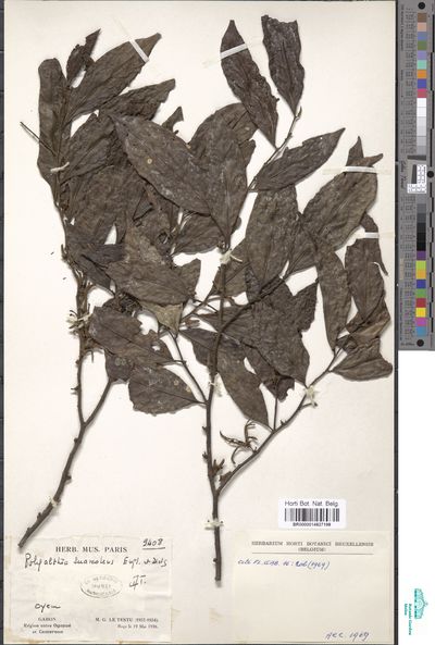 Polyalthia suaveolens Engl. & Diels | Europeana