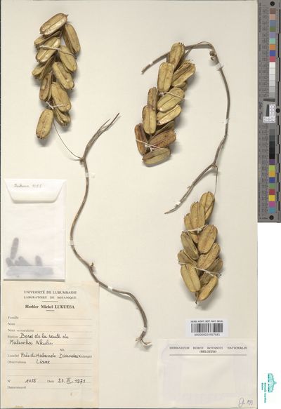 Dioscorea dumetorum (Kunth) Pax | Europeana