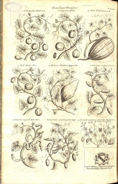 Cucumis Puniceus Cord Hist Balsamina Mas Ger Park Europeana