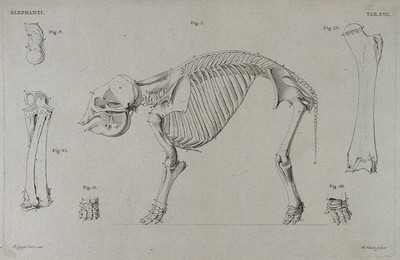 Four studies of elephants, including a side-view of an elephant with a  bandaged leg, with details of the head, breasts and genital area. Etching  with stipple, by R. Vinkeles 1787/1800 (?), after