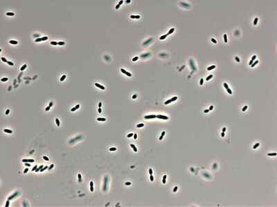 Pseudomonas Putida Trevisan Migula Europeana