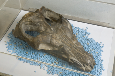 Plesiosaurus Macrocephalus Owen, 1840 : : Plesiosauria : Reptilia 