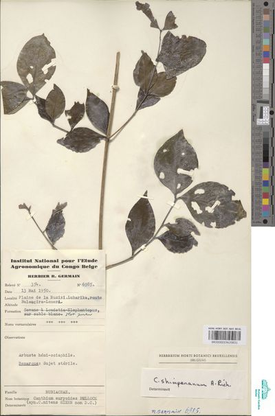 Psydrax schimperiana (A.Rich.) Bridson | Europeana