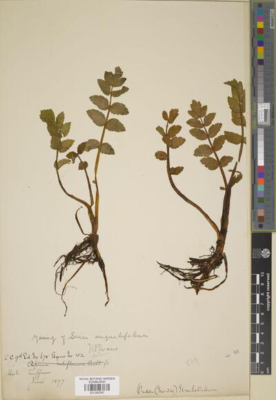 Berula erecta (Huds.) Coville | Europeana